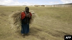 FILE - A Maasai woman walks in the Ngorongoro Conservation Area, northern Tanzania, Aug. 26, 2007. 