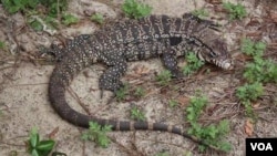 Tegu lizard