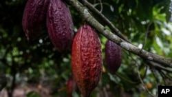 FILE - Cocoa pods hang on a tree in Divo, west-central Ivory Coast, Nov. 19, 2023. With exports from the Ivory Coast, the world's top producer, down by a third in recent months, the global price of cocoa has risen sharply.