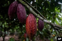 FILE - Cocoa pods hang on a tree in Divo, west-central Ivory Coast, Nov. 19, 2023.