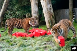 Sekeluarga Harimau Sumatera bermain dengan kotak kalender menjelang Natal, saat sesi pemotretan di Kebun Binatang London, Kamis, 30 November 2023.(AP/Alberto Pezzali)