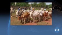 🇲🇱Seli Fitini Labenin be senan Mali kono 