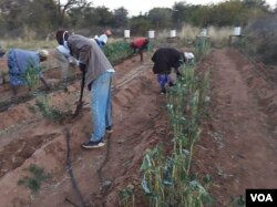 Abalimi abasekelwa yinhlanganiso yeIntuba eZimbabwe