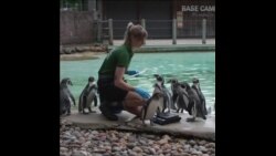 伦敦动物园进行年度动物盘点
