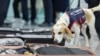 Ceco, South Korea's first bedbug-sniffing dog, demonstrates bedbug detection on luggage at Incheon International Airport in Incheon, South Korea, Aug. 8, 2024. (Yonhap via Reuters)