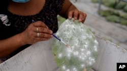 FILE - Arcelia Garcia scrapes tiny female insects known as Dactylopius coccus from a nopal cactus pad inside her family's greenhouse in San Francisco Tepeyacac, east of Mexico City, Aug. 24, 2023.