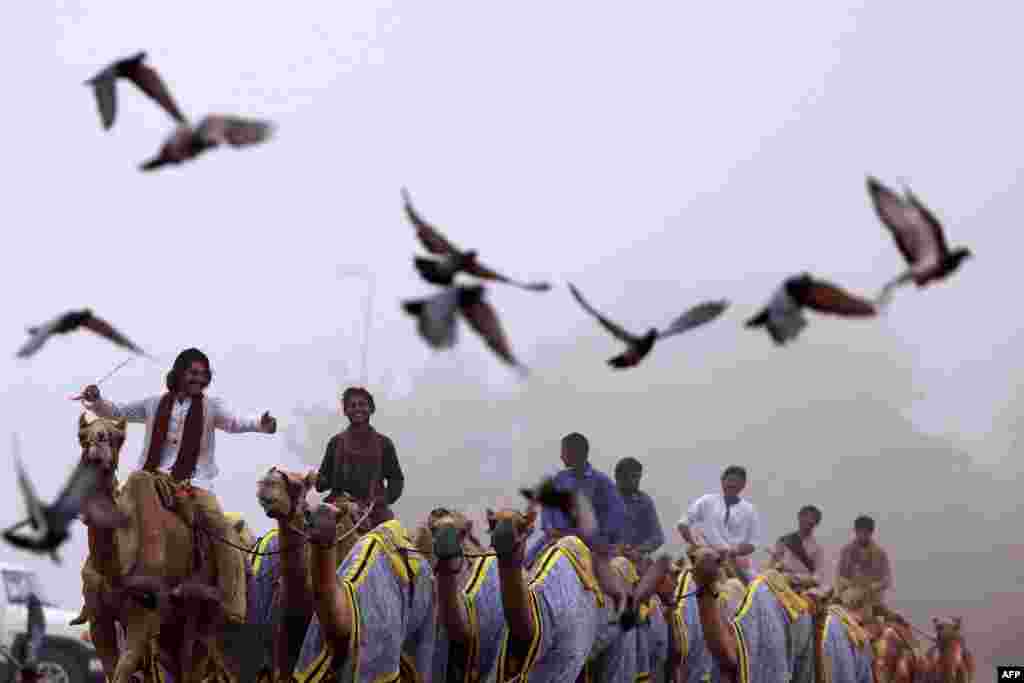 Para penggembala unta Sudan melatih burung-burung saat fajar, di kota Dubai, UEA.