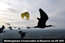 This photo provided by Waldrappteam Conservation & Research shows the migration from the Northern Bald Ibis, or the Waldrapp, supported by foster parents of the birds in a microlight aircraft.