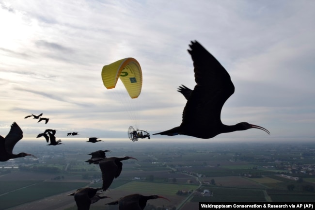 This photo provided by Waldrappteam Conservation & Research shows the migration from the Northern Bald Ibis, or the Waldrapp, supported by foster parents of the birds in a microlight aircraft.