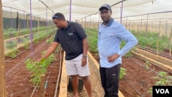 Kumbirai Mateva, a plant breeder at Zimbabwe’s Tobacco Research Board, left, checks cannabis plants at a farm May 30, 2024, as Clemence Rusenga, a senior research associate at the School for Policy Studies of the University of Bristol in England looks on. (Columbus Mavhunga/VOA)