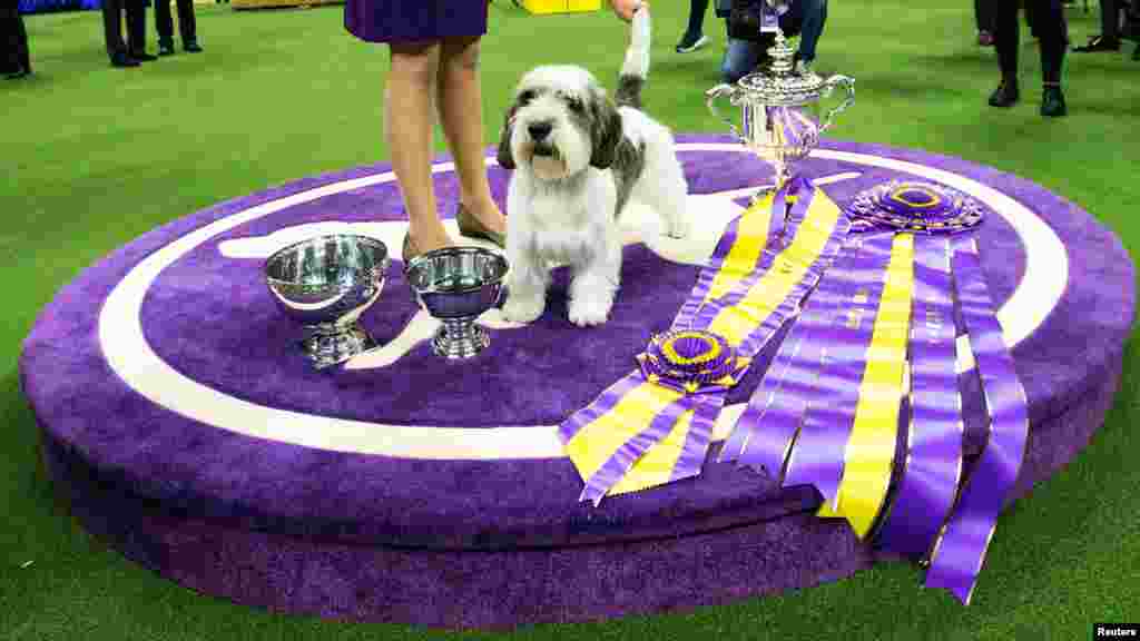 Buddy Holly, a Petit Basset Griffon Vendeen, celebrates after winning the best in show competition during the 147th Westminster Kennel Club Dog Show at the USTA Billie Jean King National Tennis Center in New York, May 9, 2023. 