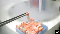 FILE - A researcher holds small test tubes filled with stem cells stored at a lab in Brazil, March 3, 2008. Scientists have used cells from two male mice to create mouse pups, according to a study published March 15, 2023, in the journal Nature.