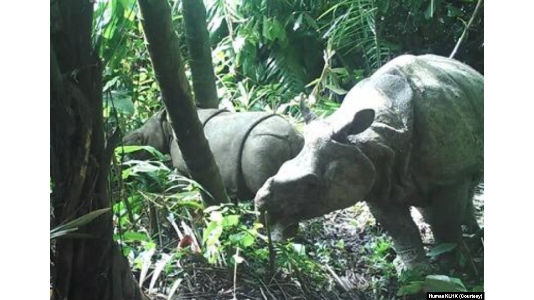 Pada April dan Juni 2021, dua anak Badak Jawa (Rhinoceros sondaicus) terekam kamera video trap di TNUK. (Foto: Humas KLHK)