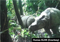 Pada April dan Juni 2021, dua anak Badak Jawa (Rhinoceros sondaicus) terekam kamera video trap di TNUK. (Foto: Humas KLHK)