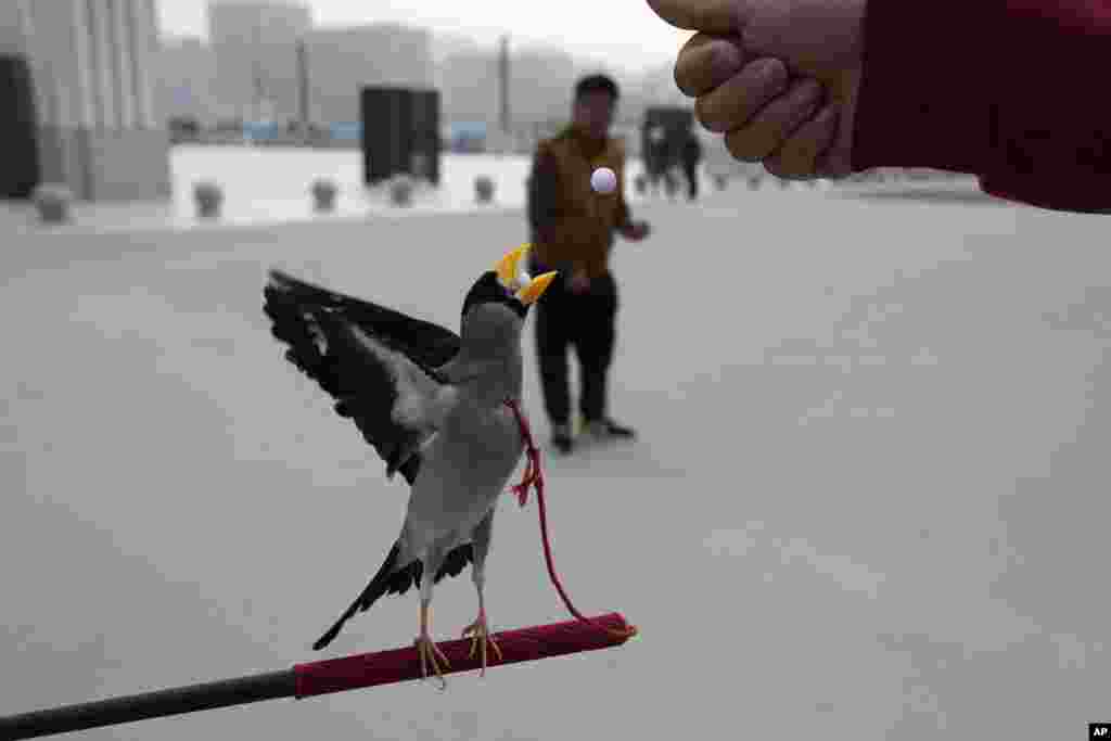 A wutong bird catches beads in its beak outside a stadium in Beijing, March 26, 2024.&nbsp;Locals train birds of various types to perform different acts including catching beads shot out of a tube or opening boxes.