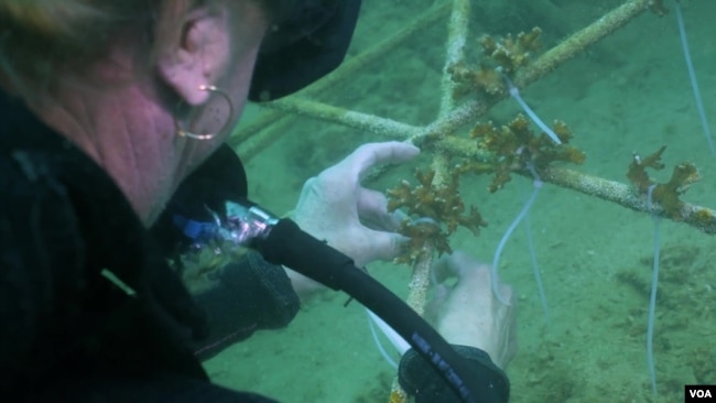 Divers take the successfully cultivated coral and plant it at the bottom of the sea.