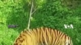 Anak Harimau Sumatra 'Ambil' Les Renang di London