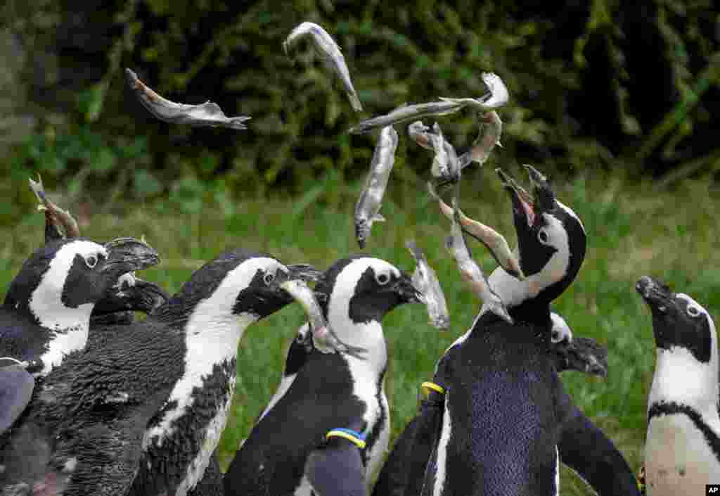 Sekelompok Penguin mencoba menangkap ikan yang dilemparkan, saat mereka diberi makan di kebun binatang di Kronberg dekat Frankfurt, Jerman. (AP)&nbsp;