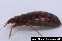 This 2022 photo provided by entomologist Jean-Michel Berenger, shows a bedbug in Marseille, southern France. (Jean-Michel Berenger via AP)