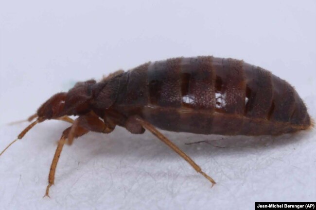 This 2022 photo provided by entomologist Jean-Michel Berenger, shows a bedbug in Marseille, southern France. (Jean-Michel Berenger via AP)