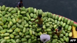 জলপথে ঢাকায় তরমুজ পরিবহন করে আনা হচ্ছে।