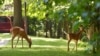 Rusa merumput di dekat tempat parkir di Rock Creek Park di Washington, DC, 26 Juli 2013. (AFP/Mandel NGAN)