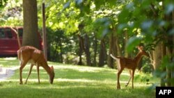 Rusa merumput di dekat tempat parkir di Rock Creek Park di Washington, DC, 26 Juli 2013. (AFP/Mandel NGAN)