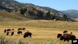 FILE - A herd of bison grazes in the Lamar Valley of Yellowstone National Park on Aug. 3, 2016. Park officials say they had to kill a newborn bison because its herd wouldn’t take the animal back after a man picked it up on May 20, 2023.
