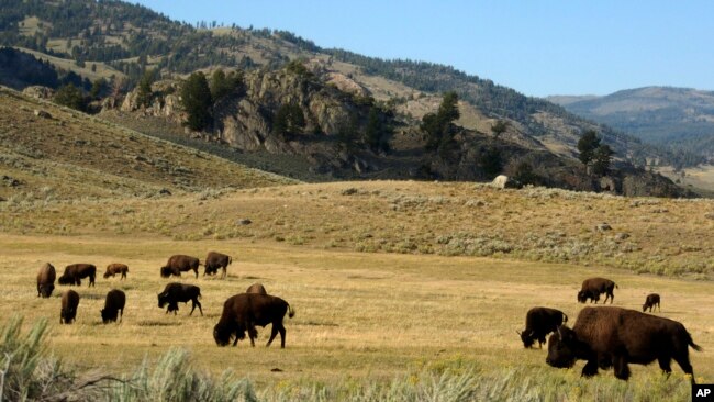 FILE - A herd of bison grazes in the Lamar Valley of Yellowstone National Park on Aug. 3, 2016. Park officials say they had to kill a newborn bison because its herd wouldn’t take the animal back after a man picked it up on May 20, 2023.