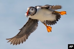 An Atlantic puffin comes in for a landing while bringing in fish to feed its chick on Eastern Egg Rock, Maine, Sunday, Aug. 5, 2023. (AP Photo/Robert F. Bukaty)