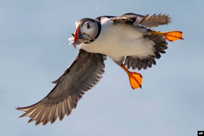 An Atlantic puffin comes in for a landing while bringing in fish to feed its chick on Eastern Egg Rock, Maine, Sunday, Aug. 5, 2023. (AP Photo/Robert F. Bukaty)