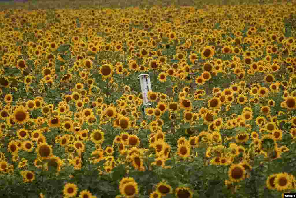 23 de septiembre de 2022: Los famosos campos de girasoles ucranianos albergan restos de un proyectil lanzado durante los ataques, en Járkov.&nbsp;