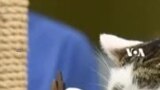 Kucing dan Pemilik Pakai Kostum Matching ke Kontes di AS