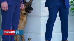 Biden'ın yaramaz köpeği Commander Beyaz Saray'dan taşınıyor