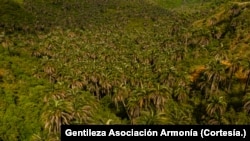 Vista panorámica de las palmeras de janchicoco en El Palmar.
