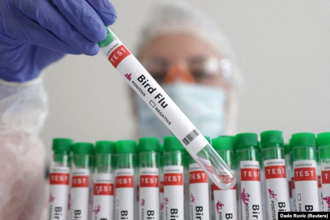 FILE - A person holds a test tube labelled "Bird Flu", in this picture illustration, January 14, 2023. (REUTERS/Dado Ruvic/Illustration/File Photo)