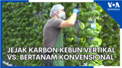 Jejak Karbon Kebun Vertikal Hi-Tech vs. Cocok Tanam Konvensional