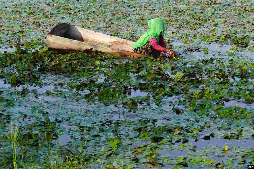 Работник собира водени костени од езерце на периферијата на Ајмер, Индија.