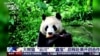 San Diego recibe la primera pareja de pandas que llega a EEUU en 21 años