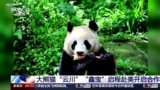 San Diego recibe a la primera pareja de pandas que llega a EEUU en 21 años