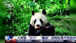 San Diego recibe a la primera pareja de pandas que llega a EEUU en 21 años
