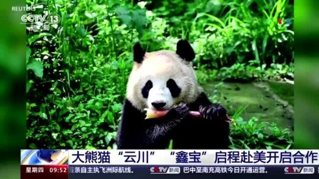 San Diego recibe a la primera pareja de pandas que llega a EEUU en 21 años