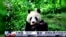 Yun Chuan y Xin Bao son los primeros pandas que han ingresado a EEUU en 21 años. A partir de ahora, vivirán en el Zoológico de San Diego por los próximos 10 años. 