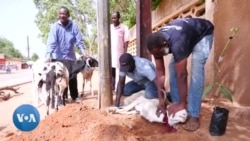 Tabaski et reboisement : L'initiative "Un mouton, un arbre" pour un Niger plus vert