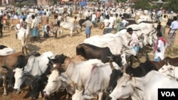 A weekly cow market in eastern Indian state of West Bengal, June 15, 2022. (Shaikh Azizur Rahman/VOA)