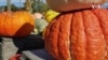 Nature | Pumpkin Patch
