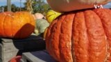 Nature | Pumpkin Patch
