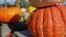 Nature | Pumpkin Patch