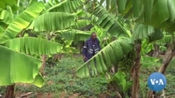Zimbabwean Farmers Turning to Conservation Agriculture 