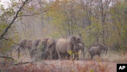 FILE - Elephants are visible on a road leading to a school on the periphery of the Save Valley Conservancy, Zimbabwe, July 11, 2024.